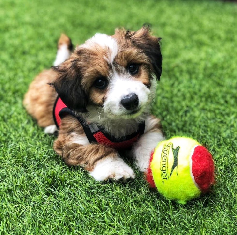 Aussiechon Being Cute