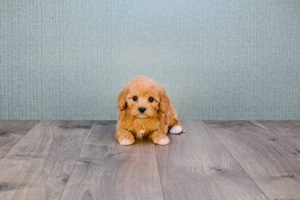 Best Cavapoo Baby