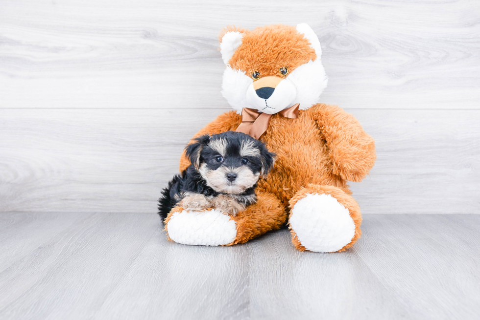 Morkie Pup Being Cute
