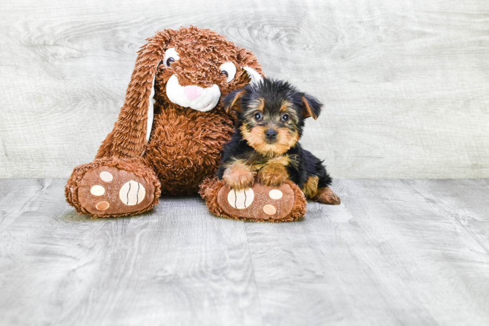 Meet Snickers - our Yorkshire Terrier Puppy Photo 