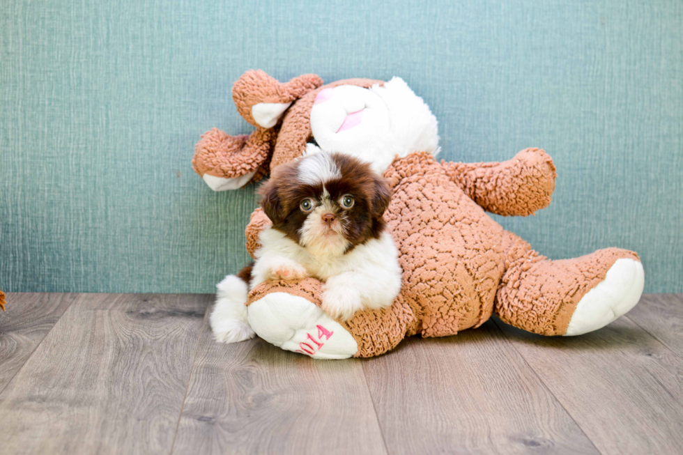 Teddy Bear Pup Being Cute