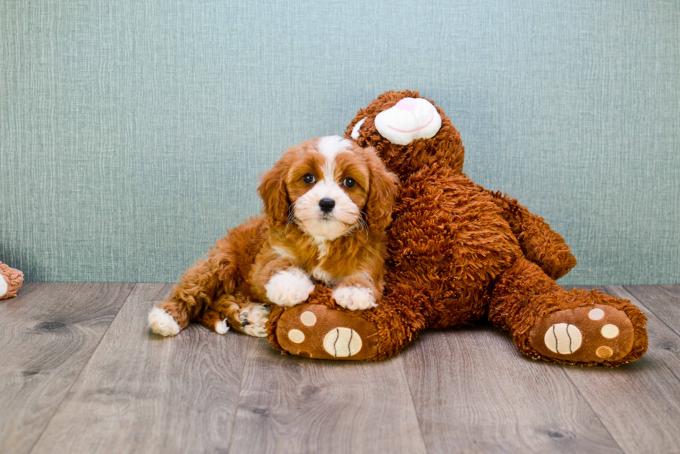 Hypoallergenic Cavoodle Poodle Mix Puppy