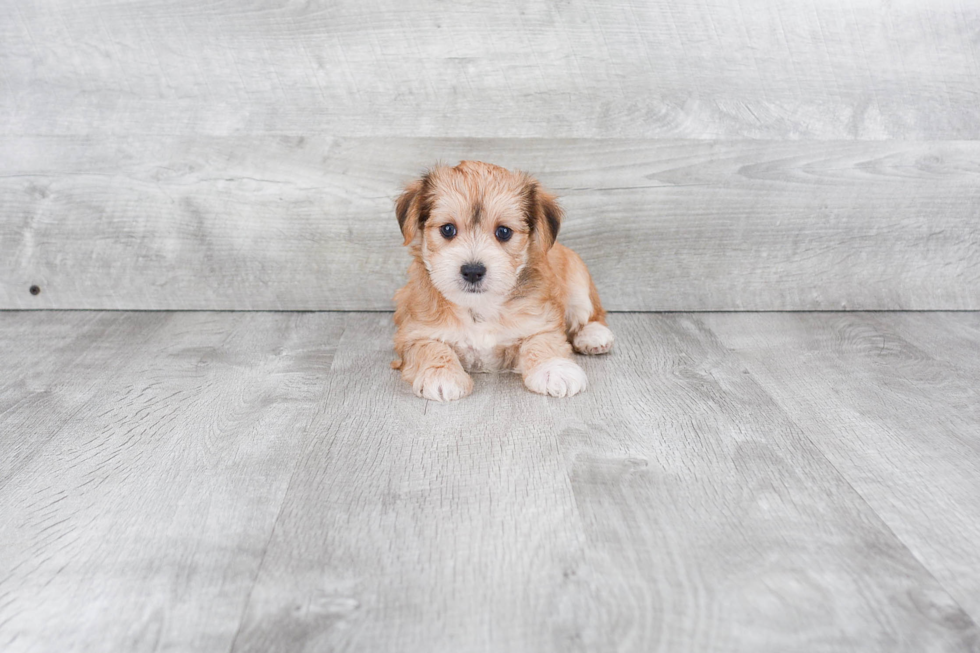 Morkie Puppy for Adoption