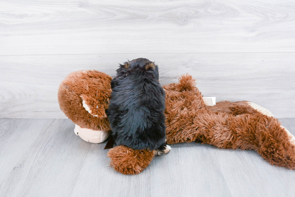 Morkie Puppy for Adoption