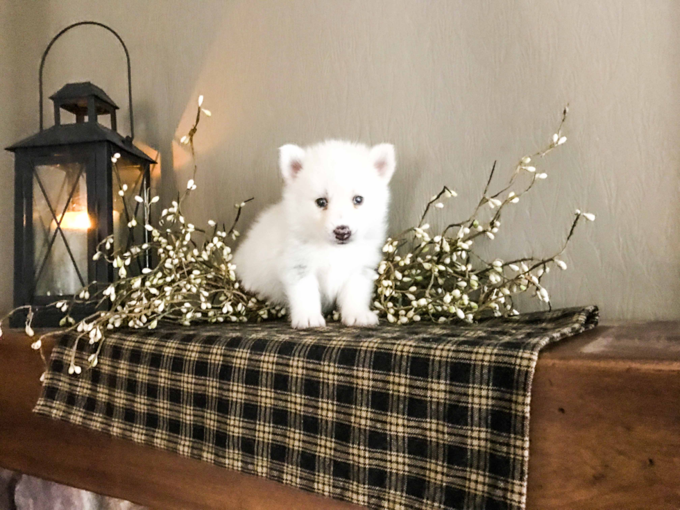 Pomsky Puppy for Adoption