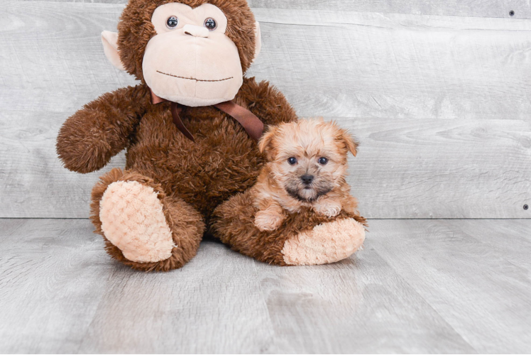 Best Morkie Baby