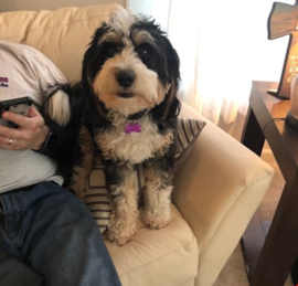 Bernadoodle Puppies For Sale - Premier Pups