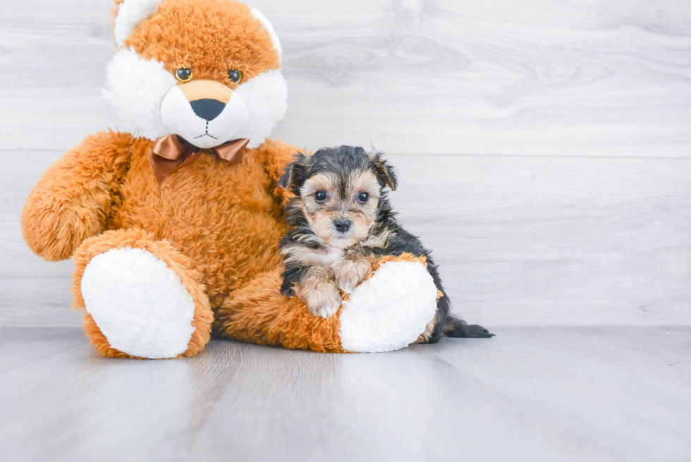 Energetic Yorkichon Designer Puppy