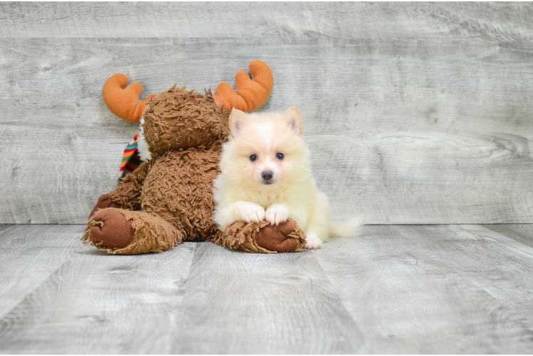 Funny Pomeranian Purebred Pup