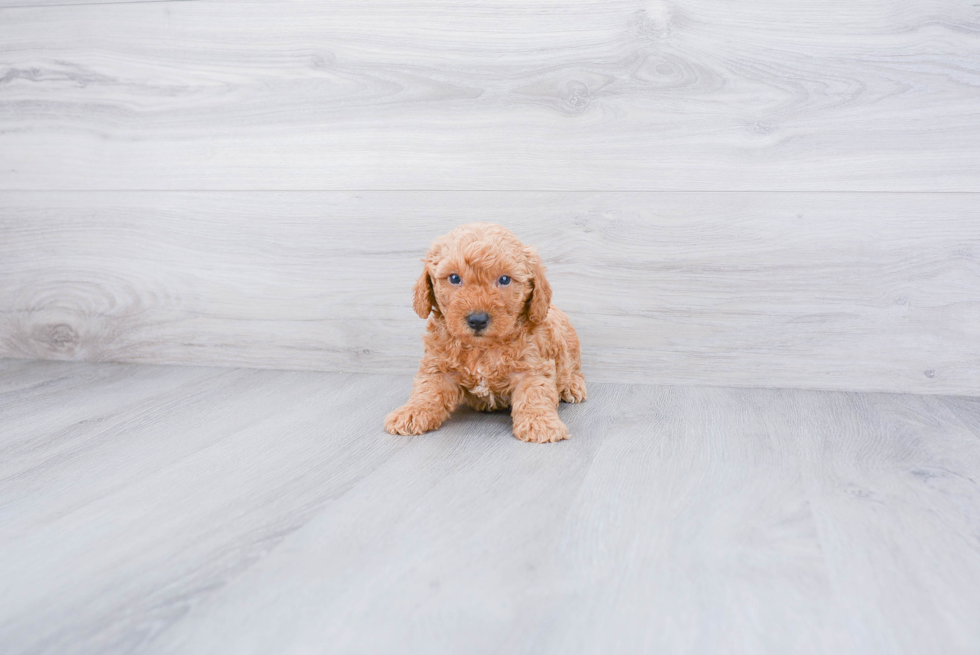 Poodle Puppy for Adoption