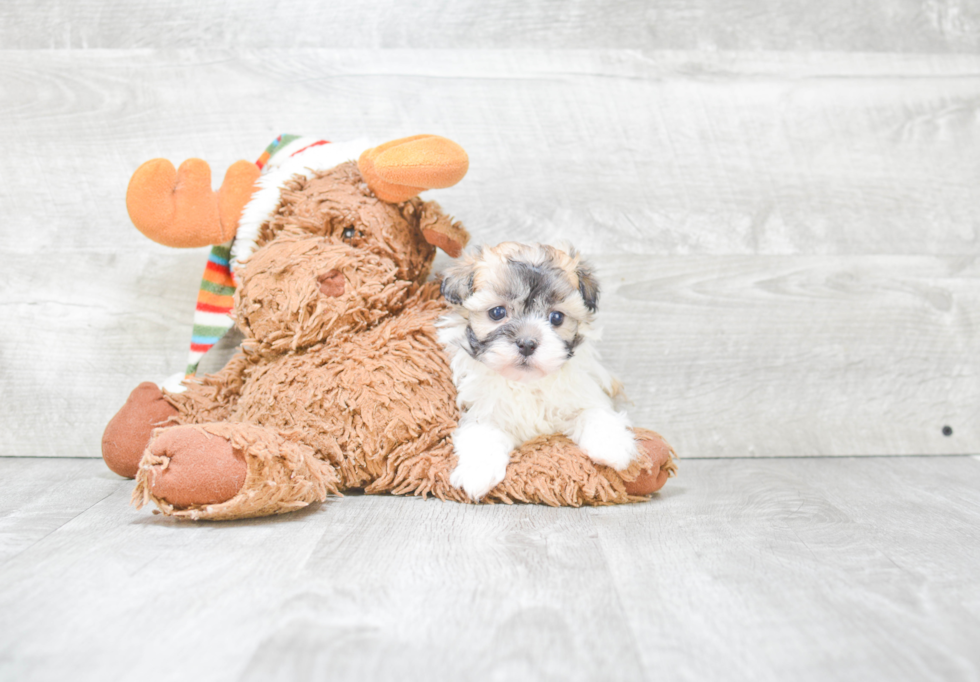Cute Havanese Purebred Puppy