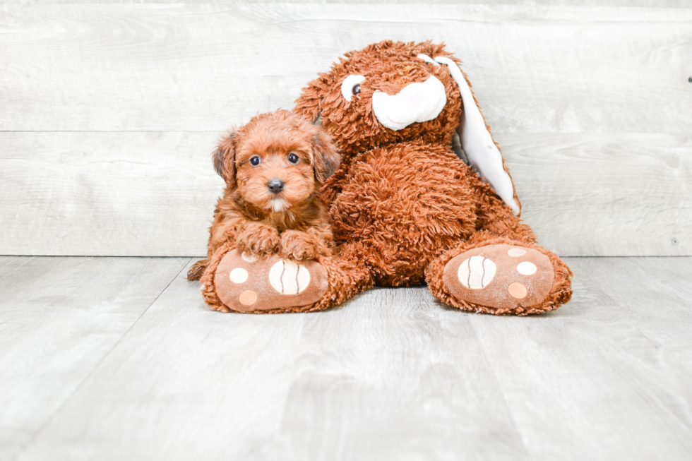 Yorkie Poo Puppy for Adoption