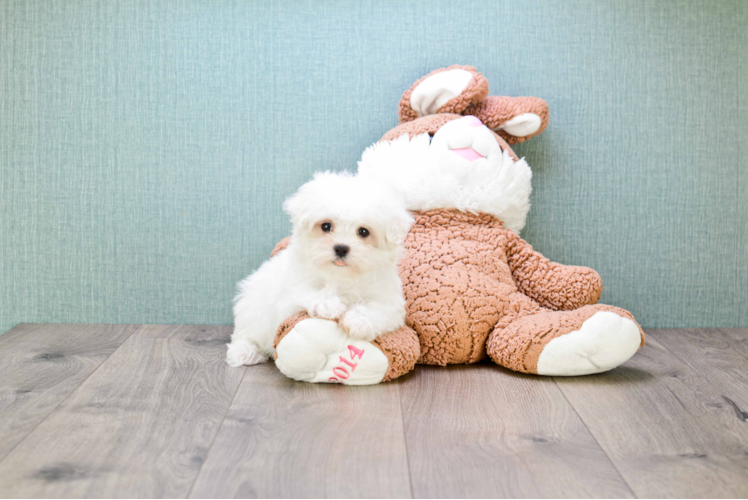 Friendly Maltese Purebred Pup