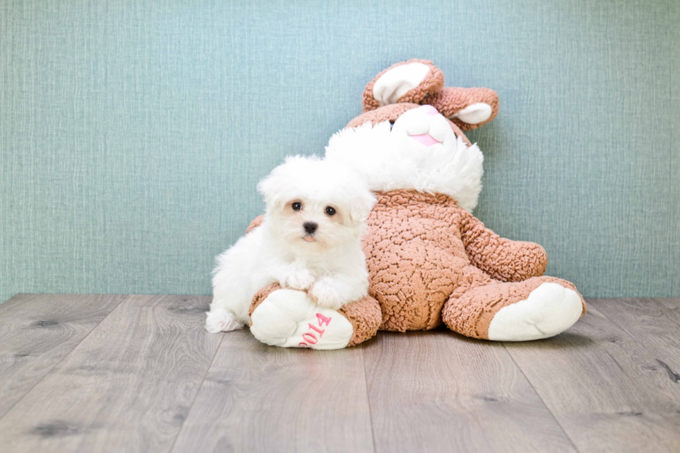 Friendly Maltese Purebred Pup