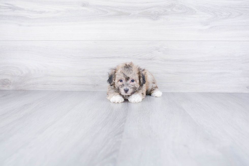 Energetic Maltepoo Poodle Mix Puppy
