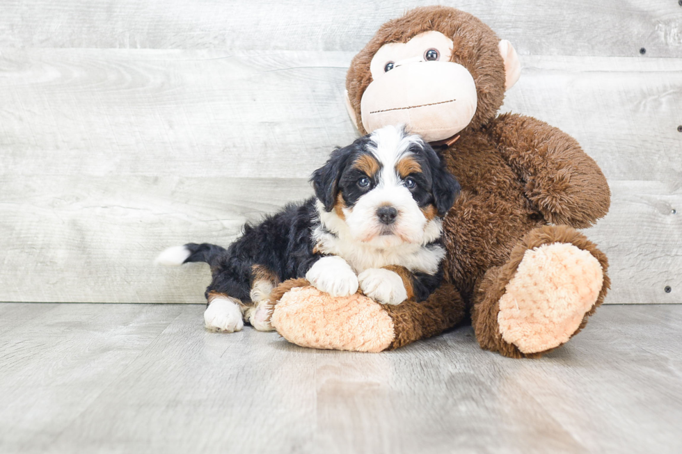 Small Mini Bernedoodle Baby