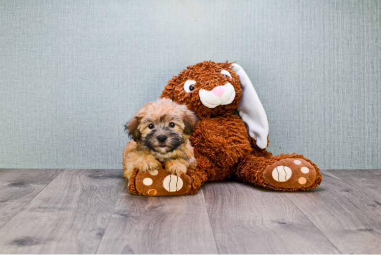 Friendly Morkie Baby