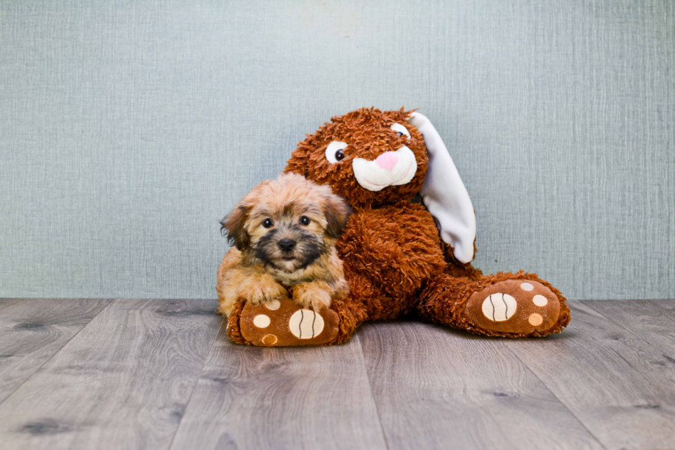 Friendly Morkie Baby