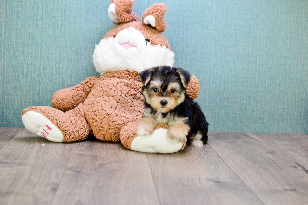 Best Morkie Baby