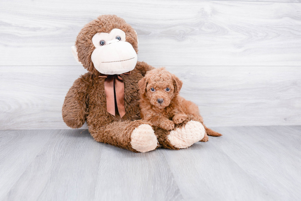 Petite Mini Goldendoodle Poodle Mix Pup