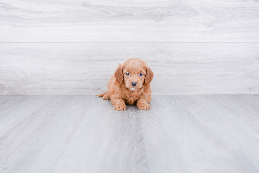 Mini Goldendoodle Puppy for Adoption