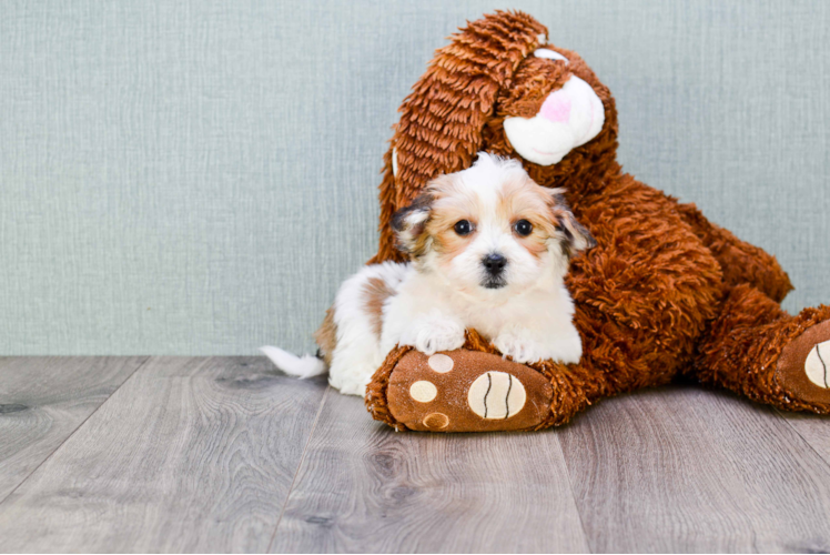 Fluffy Morkie Designer Pup