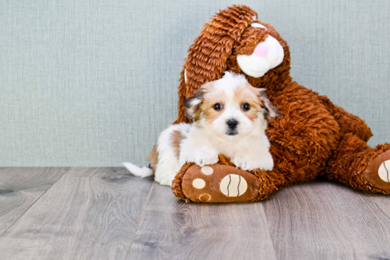 Fluffy Morkie Designer Pup