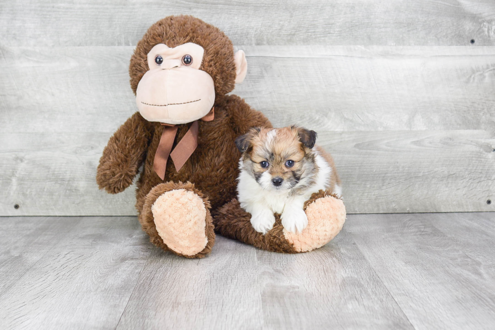 Maltipom Puppy for Adoption