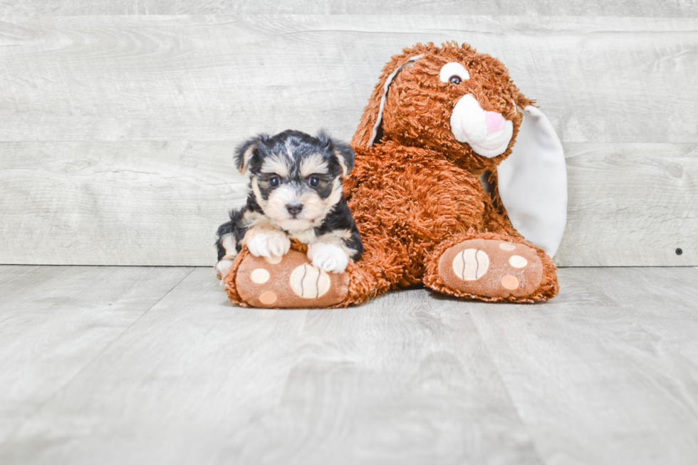 Morkie Pup Being Cute