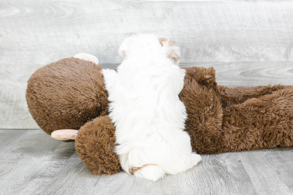 Morkie Puppy for Adoption