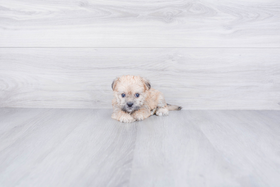 Playful Yorkie Designer Puppy