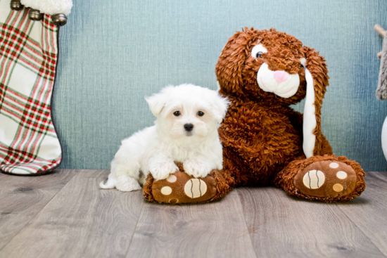 Popular Maltese Purebred Pup
