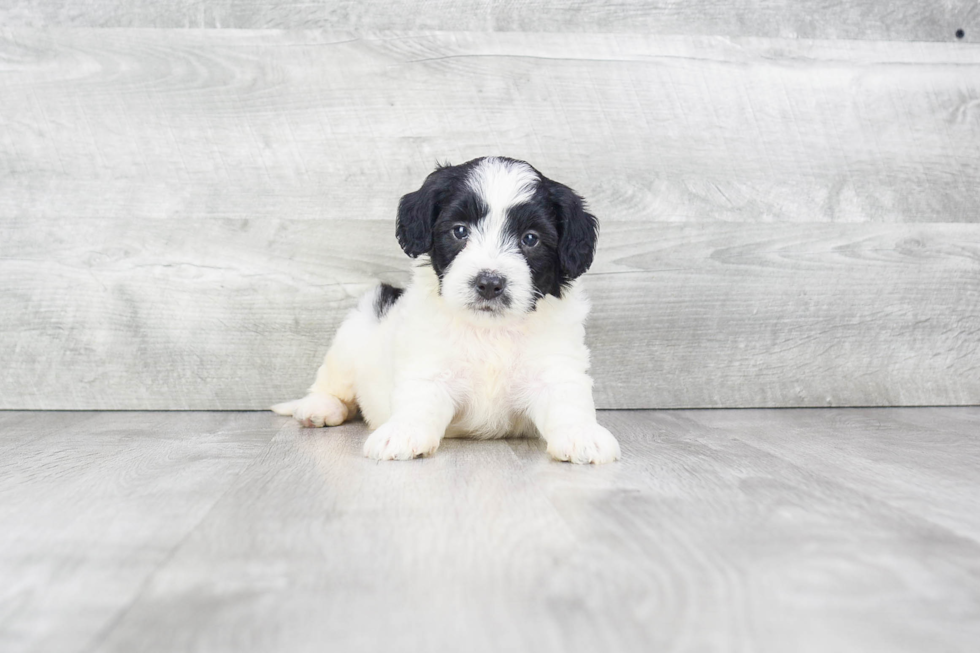 Happy Mini Bernedoodle Baby
