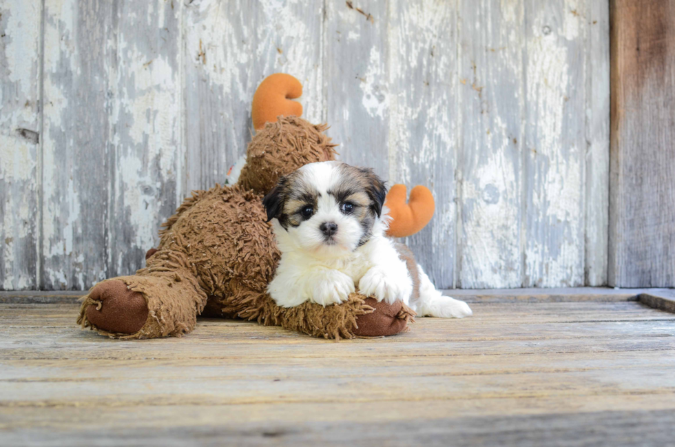 Teddy Bear Puppy for Adoption