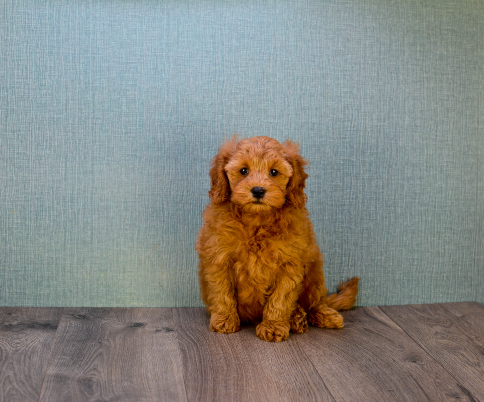 Energetic Golden Retriever Poodle Mix Puppy