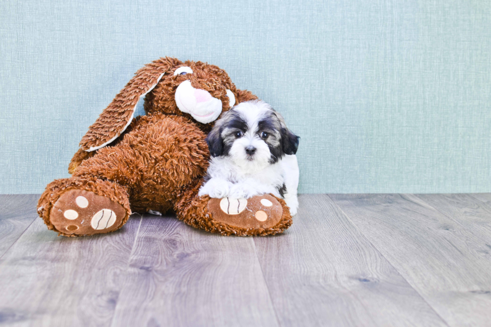 Small Havanese Purebred Pup