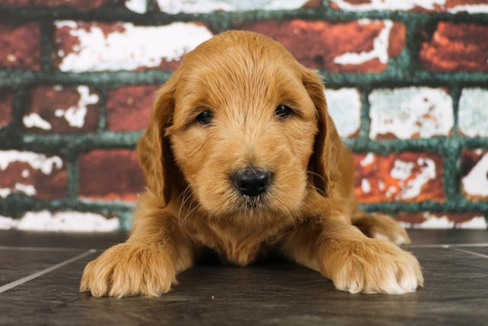 Best Mini Goldendoodle Baby