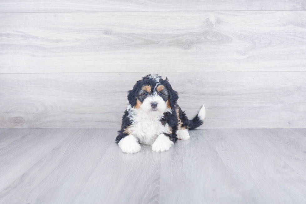 Best Mini Bernedoodle Baby