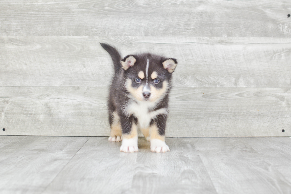Popular Pomsky Designer Pup