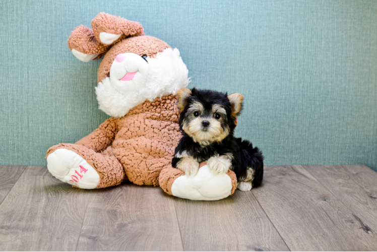 Morkie Puppy for Adoption