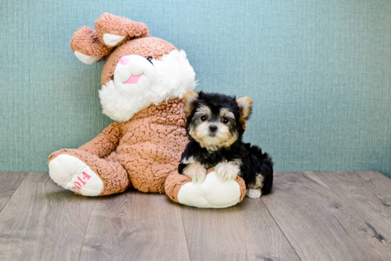 Morkie Puppy for Adoption