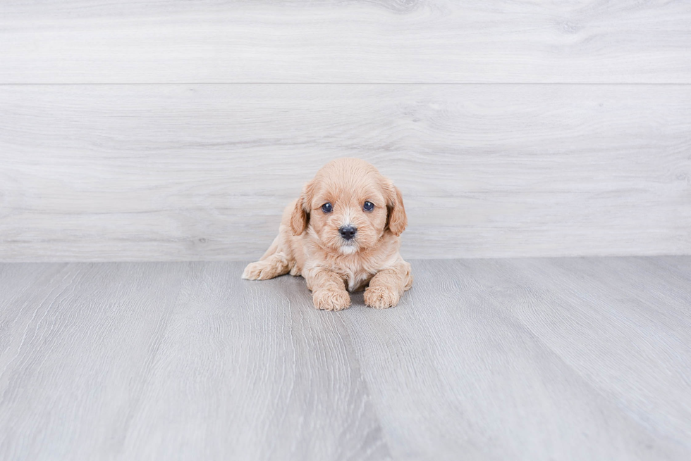 Fluffy Cavapoo Poodle Mix Pup