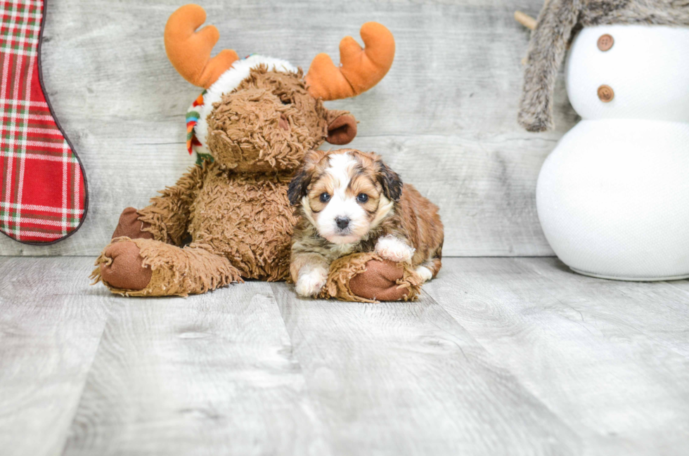 Energetic Yorkie Designer Puppy