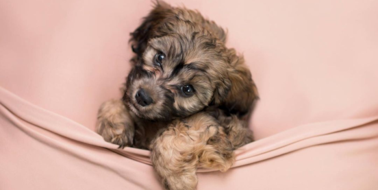 Top Cavapoo Name Ideas