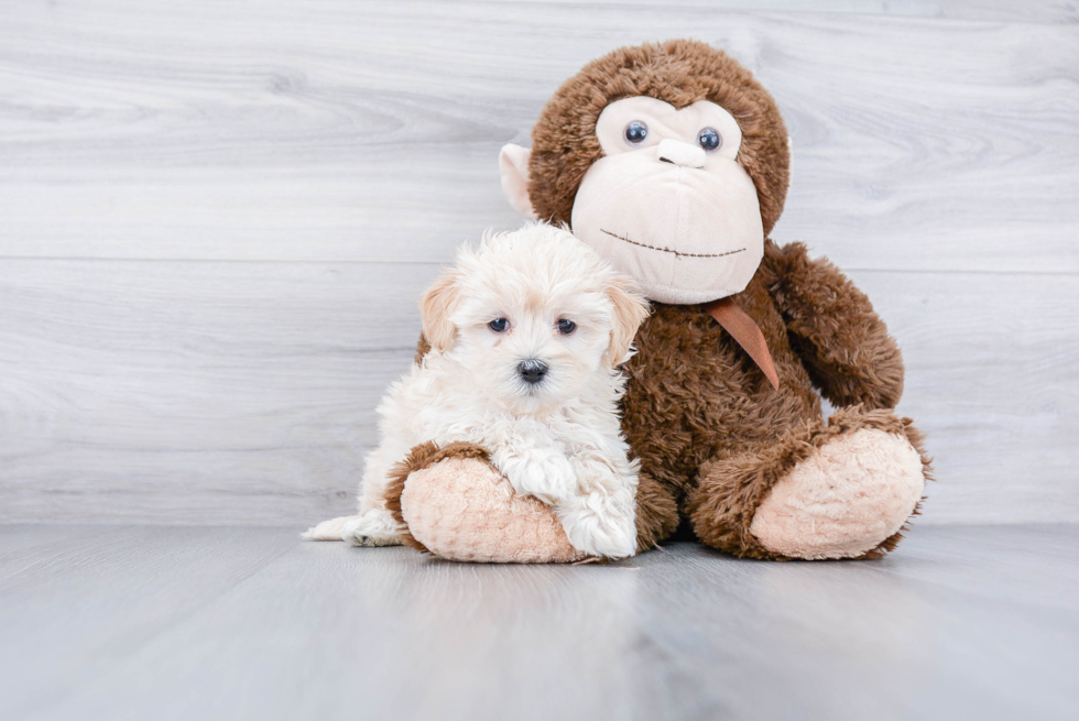 Small Maltipoo Baby