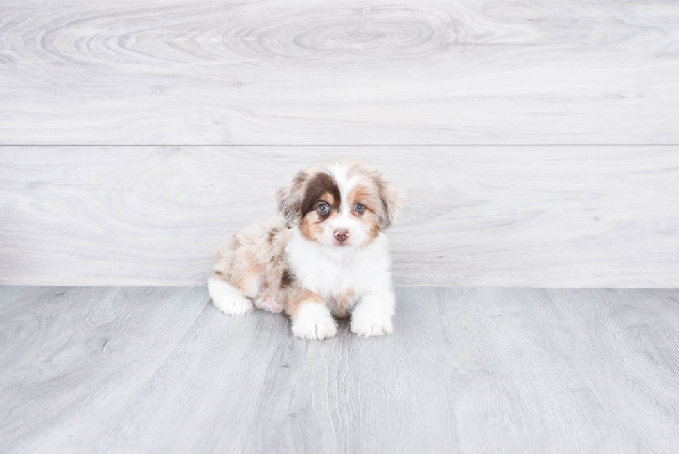 Funny Mini Aussiedoodle Poodle Mix Pup