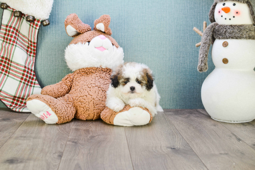 Smart Teddy Bear Designer Pup