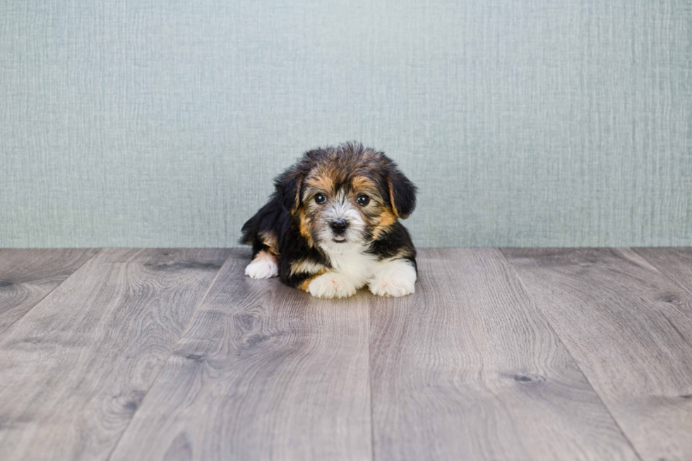 Energetic Yorkie Designer Puppy