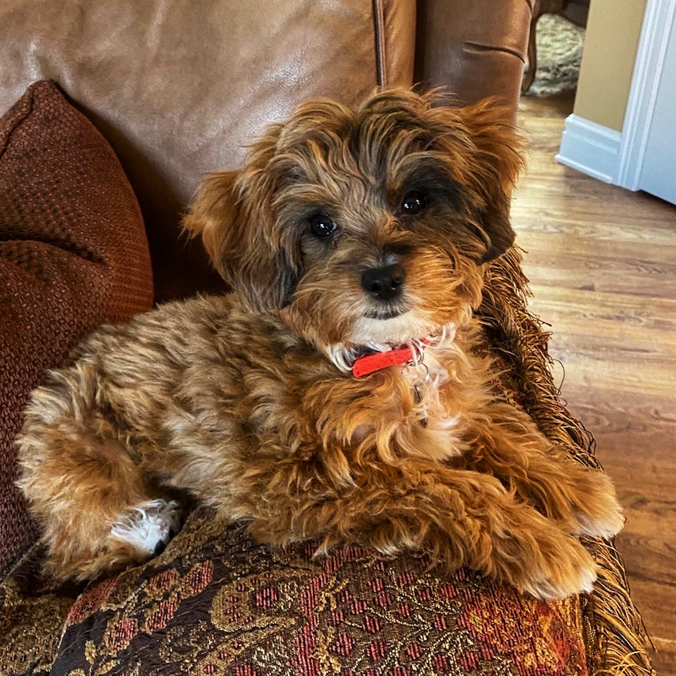 Little Mini Aussiedoodle Poodle Mix Pup
