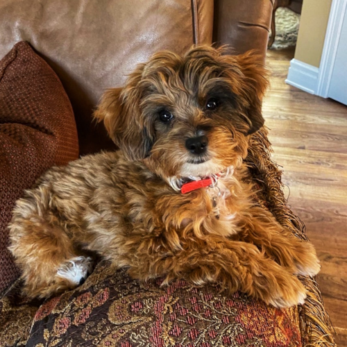 Little Mini Aussiedoodle Poodle Mix Pup